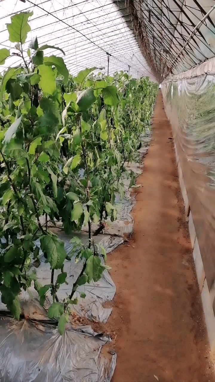 看看我家茄子秧长得比人都高