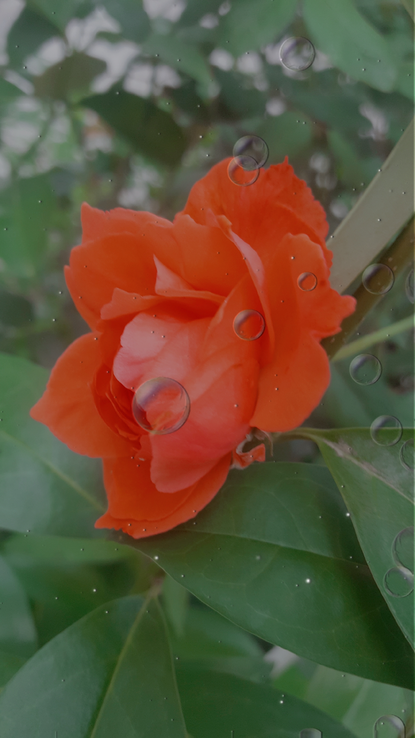 艳丽无比的红月季花美丽动人