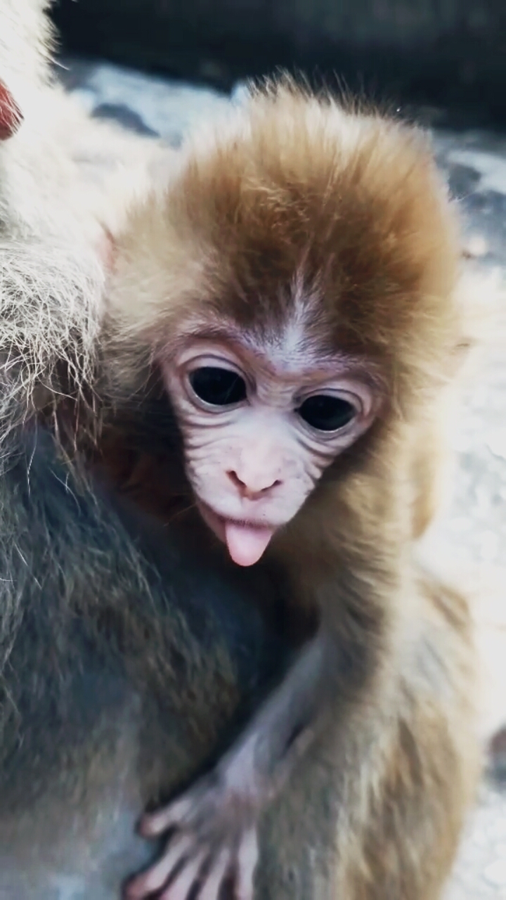 猴宝宝太可爱啦!