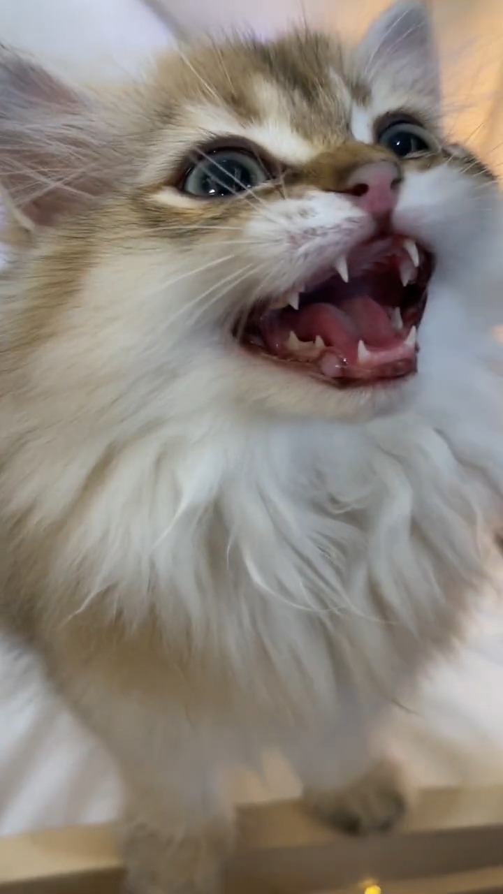 我要上热门#这还是只猫的叫声?