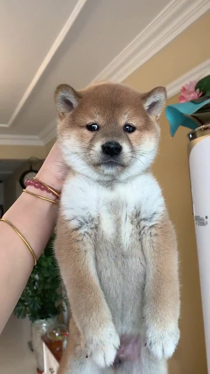 这样提溜着二狗子,它会疼吗,总感觉这样做不好!