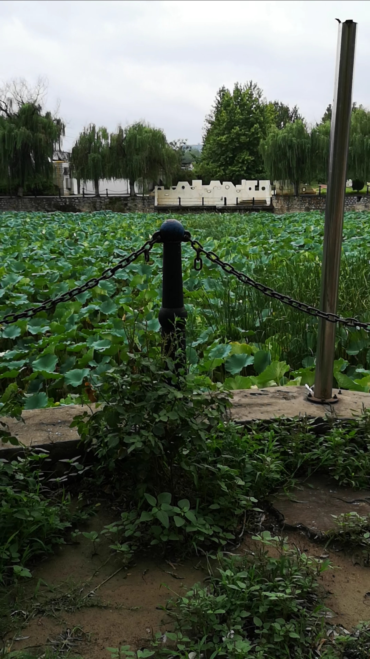 雨后的新蕾公园
