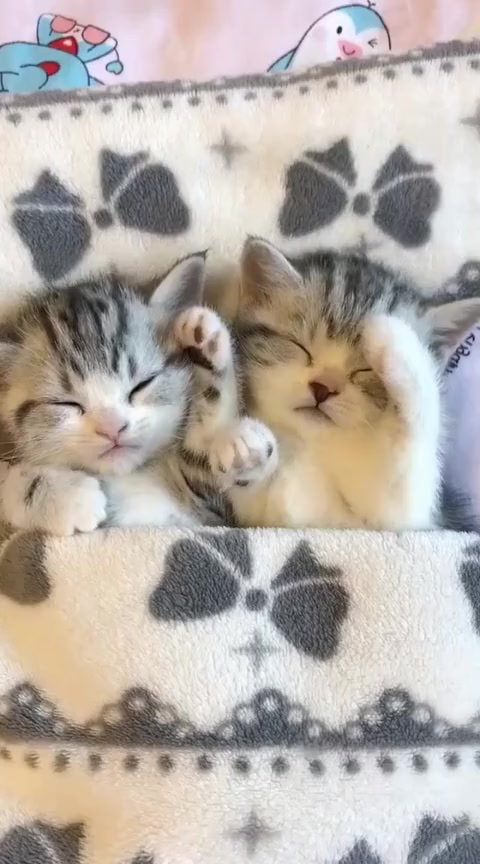 搞笑段子#超可爱的小奶猫,刚睡醒的样子,真是太萌了