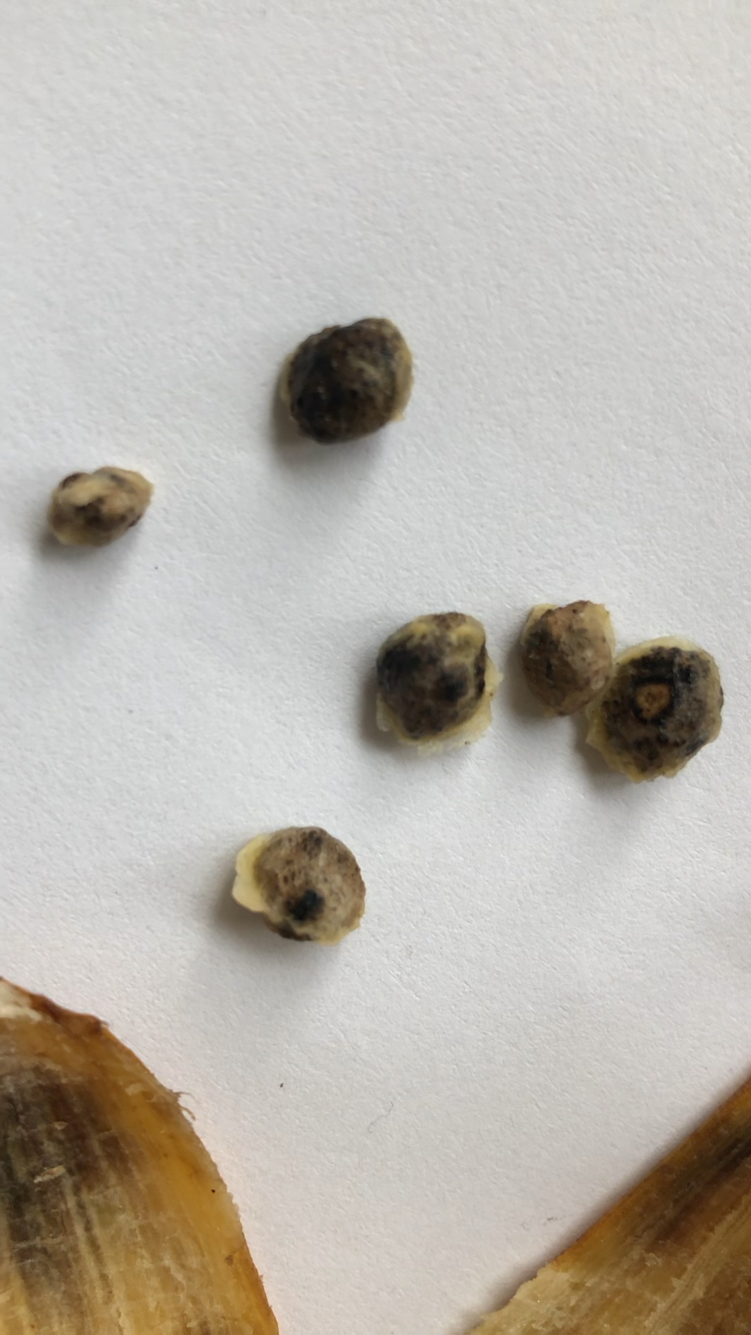 芭蕉里面竞吃出了种子