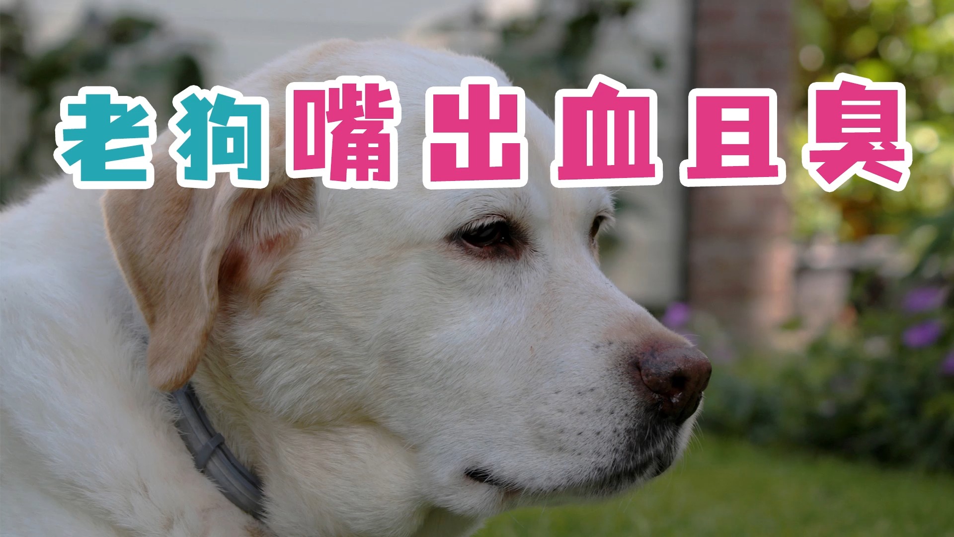 老狗嘴出血且臭