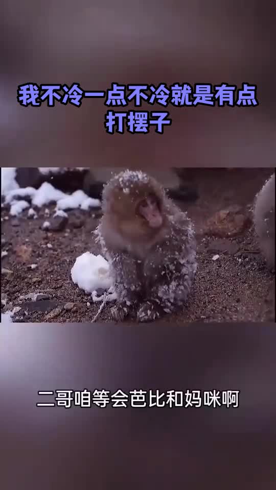 我不冷一点不冷就是有点打摆子