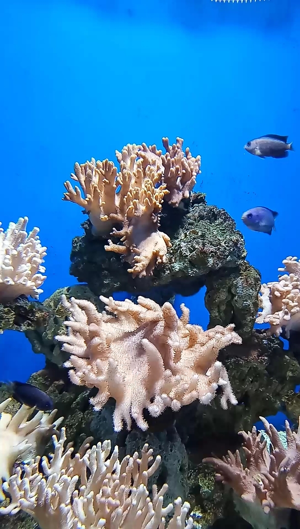 我向往的海底世界,到底有什么?太神秘啦