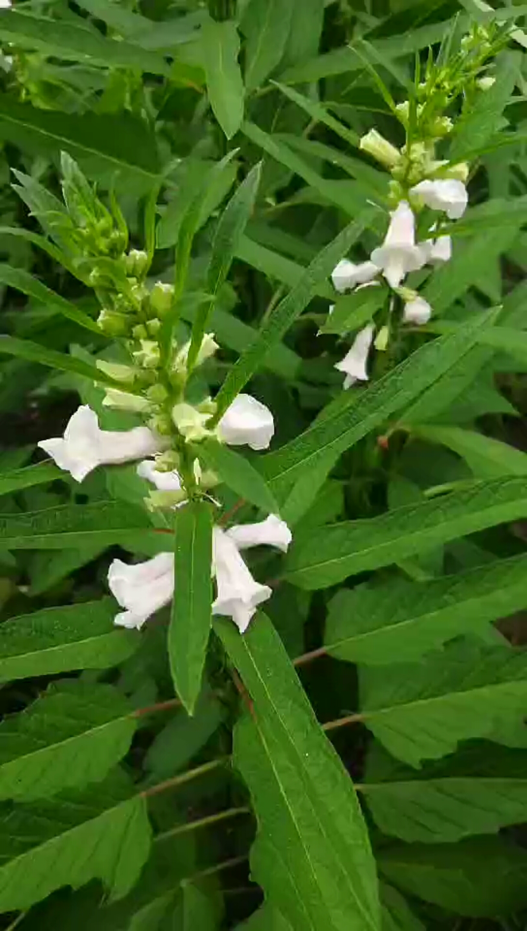 芝麻开花节节高