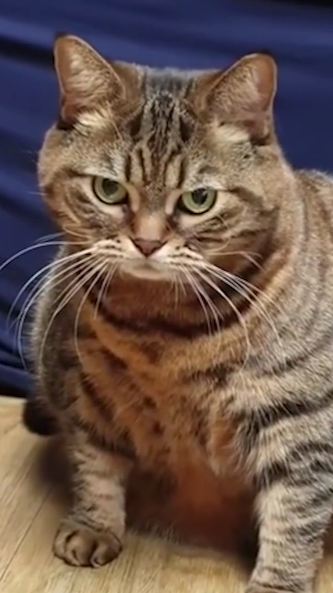 搞笑小猫#鼠年逗我玩呢?