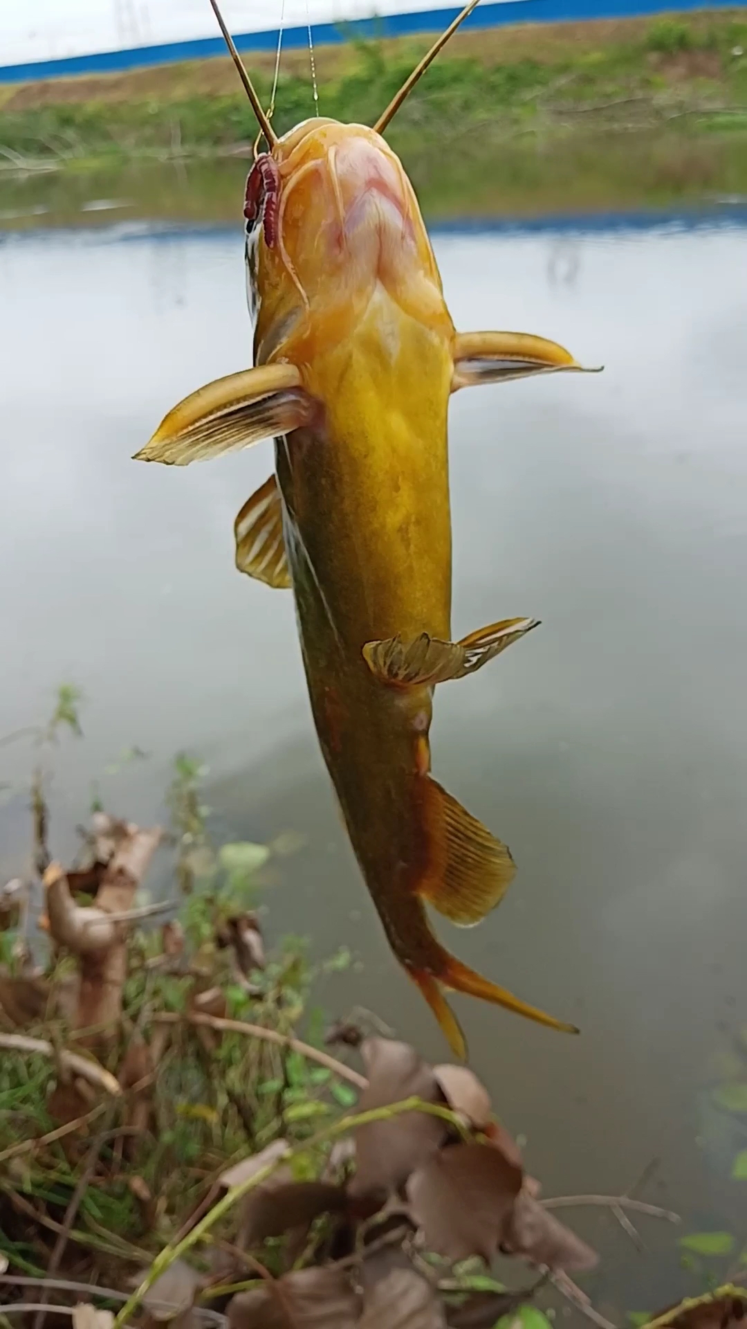 #乡村生活#阴雨天选流水的钓位,最好钓黄辣丁……