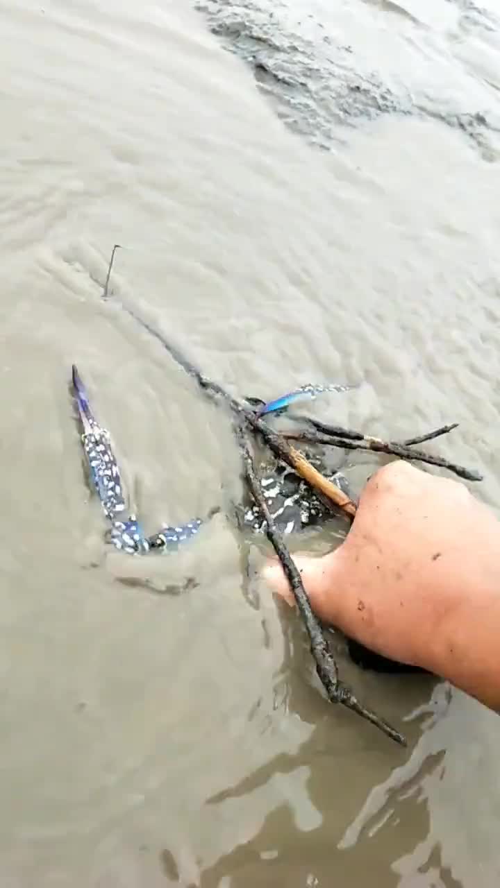 抽水抓出来的大螃蟹,蓝壳儿的好漂亮,今儿的下酒菜算是有了!