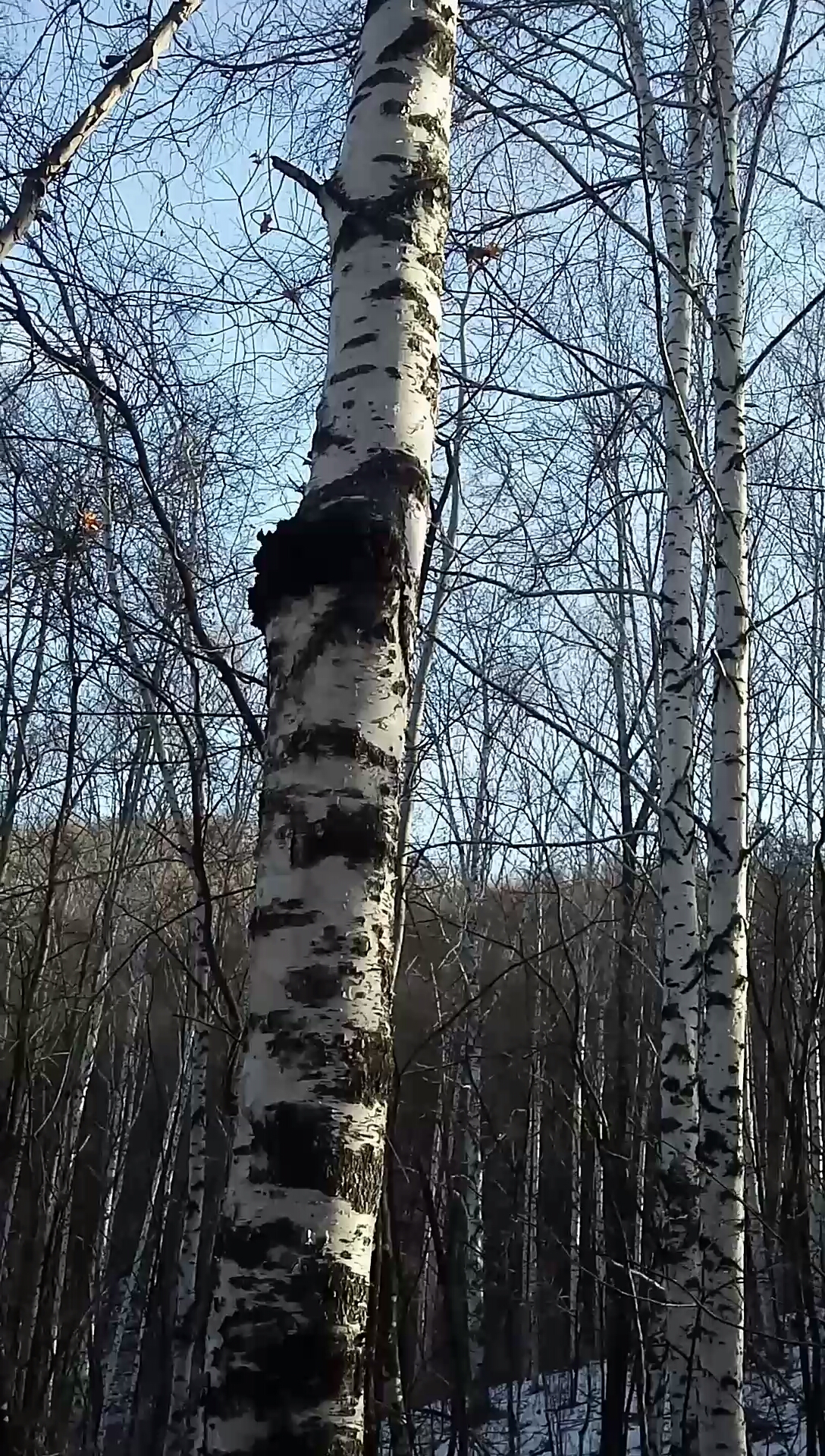 这就是传说中的桦树茸也叫桦树泪,长的不是地方太高了得有8米高