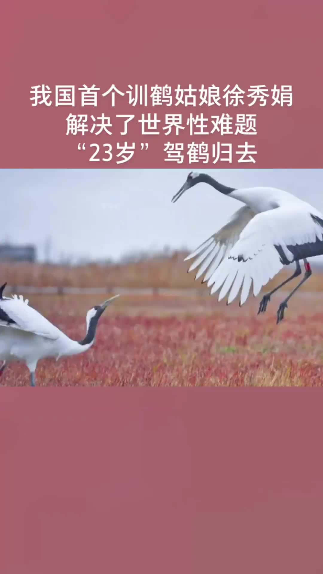 我国首个训鹤姑娘徐秀娟,曾解决世界性难题,23岁驾鹤西去