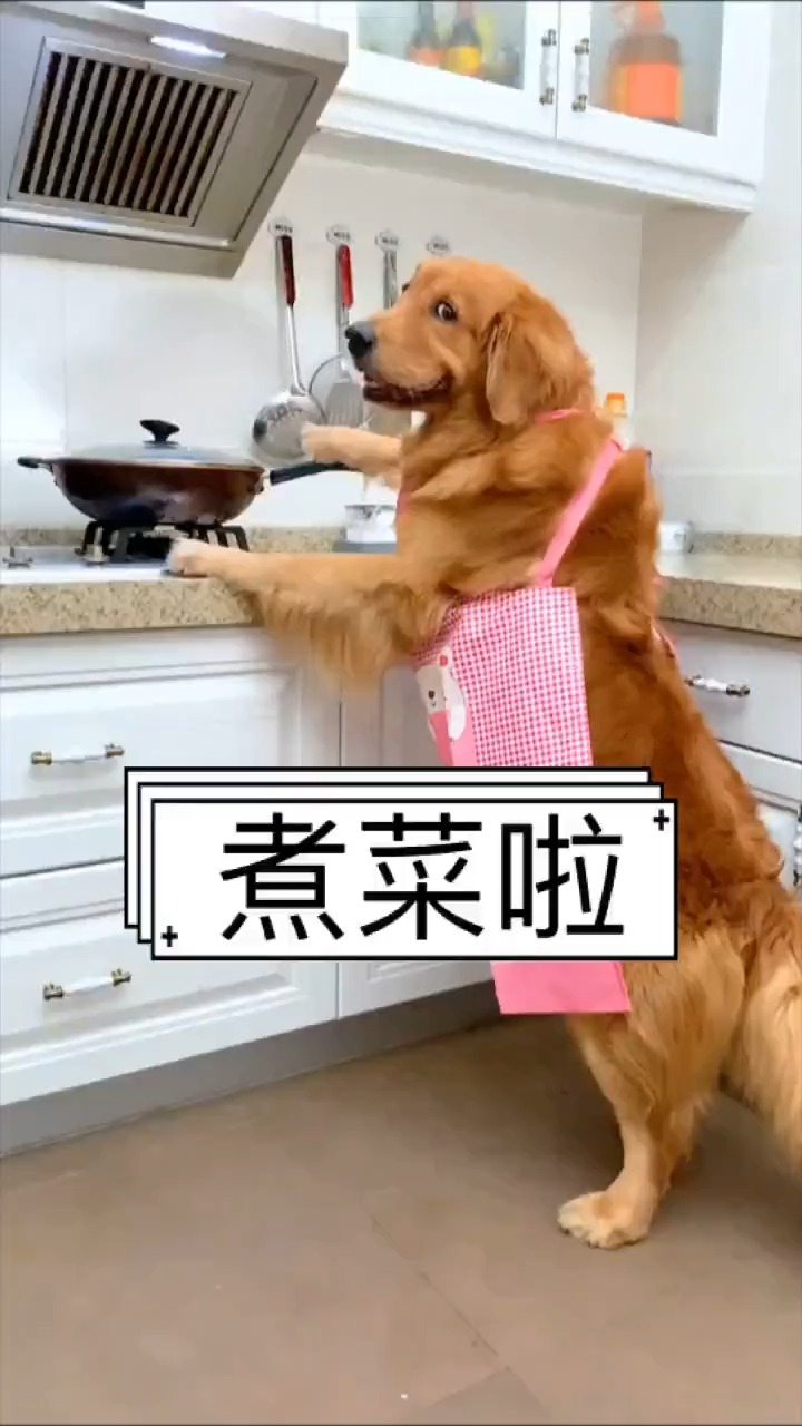 我家萌宠成精了#做菜的狗狗
