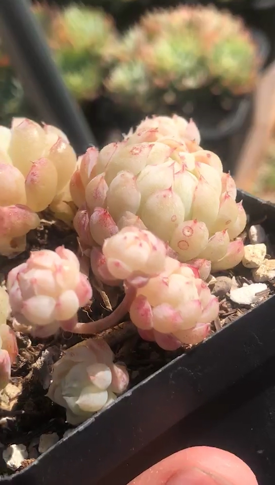 羊脂球,很美 我也只有一颗,分享给大家欣赏下,大家不要吝啬关注和双击