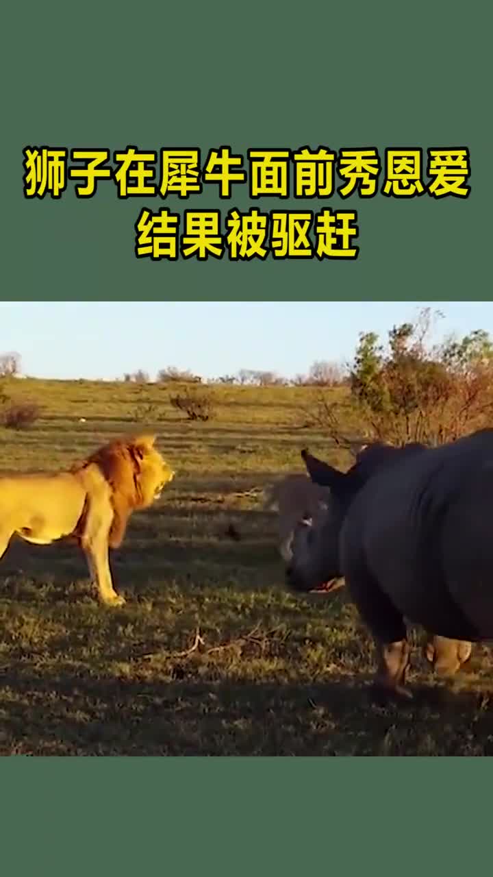 两只狮子在犀牛面前秀恩爱结果被驱赶