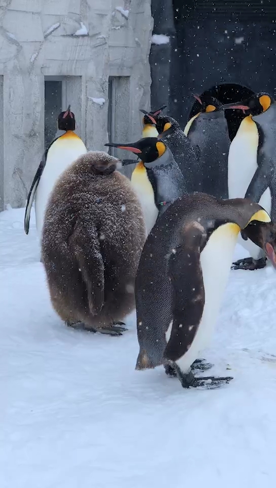 日本 小企鹅站队啦 超级可爱 卡哇伊内