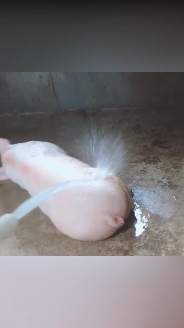 猪洗澡的照片图片