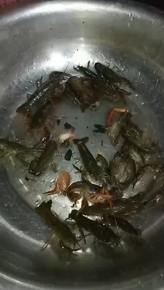 晚上抓的小龙虾
