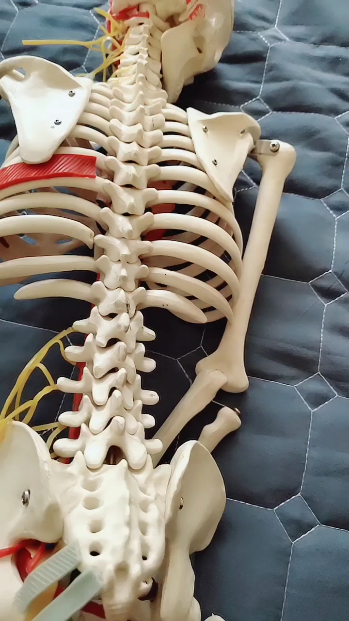 脊柱多年轻,人就多年轻#人体脊柱有四个生理弯曲,侧面看呈现s型!