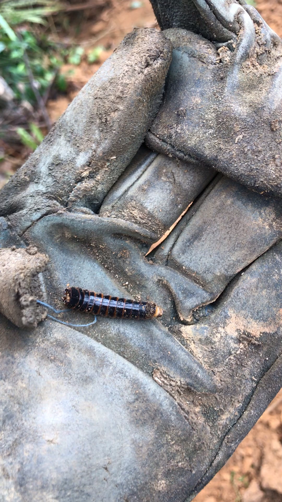 这藏地下冬眠的虫子