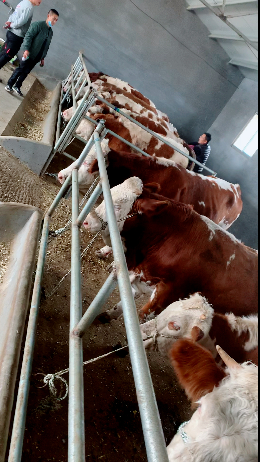 莱州肉牛老葛给客户挑选的精品大母牛