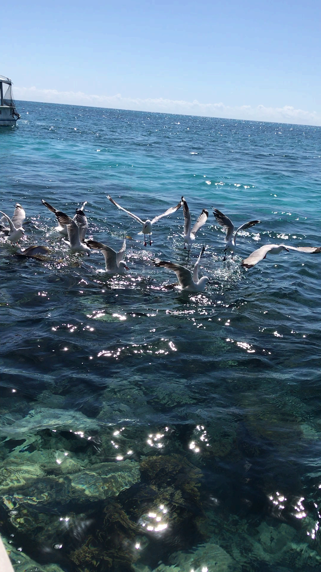 大堡礁#绿岛,抢食的海鸟