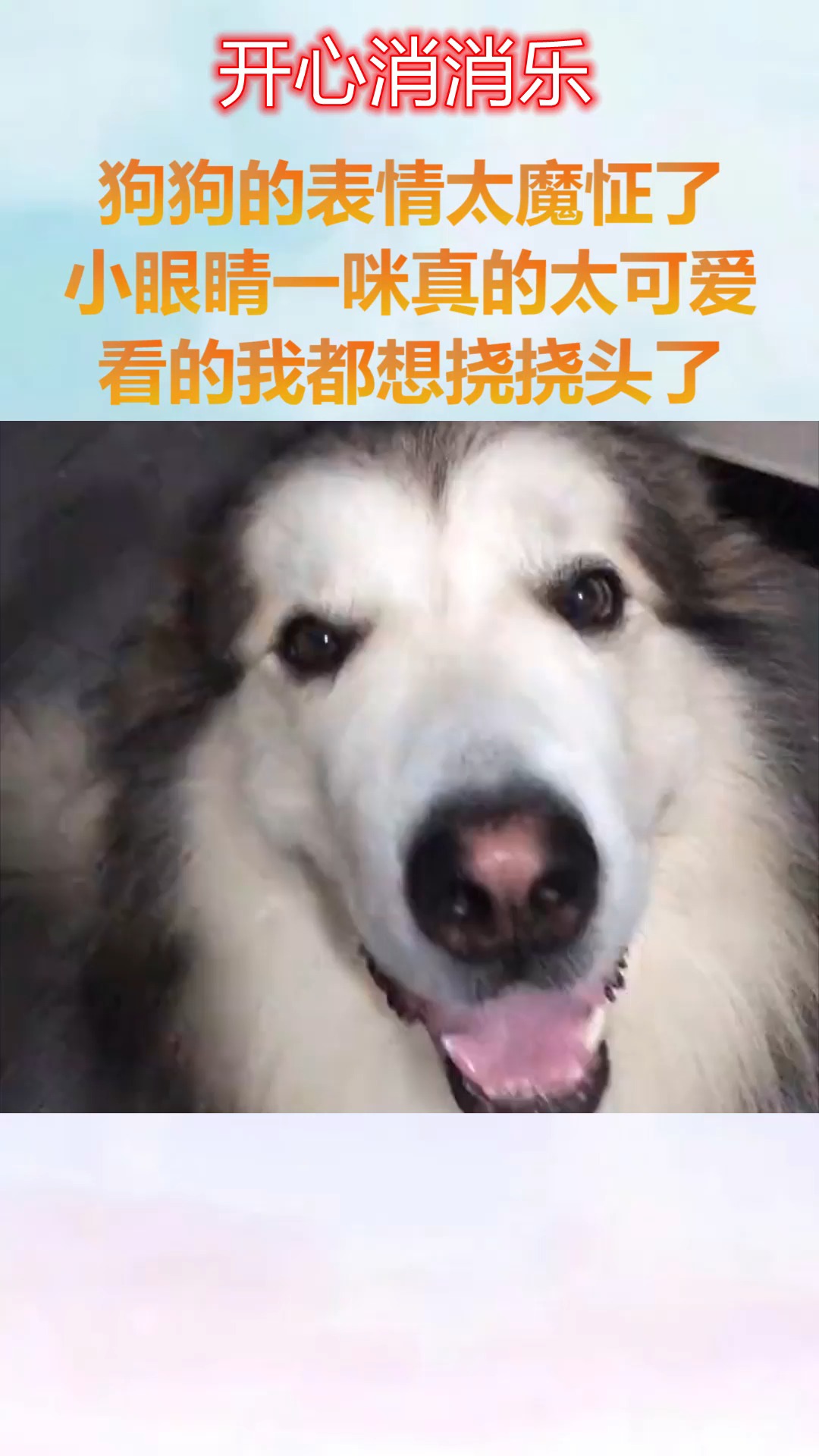 我要上热门#狗狗的表情真的太魔怔了,小眼睛一咪真的太可爱了,看的我