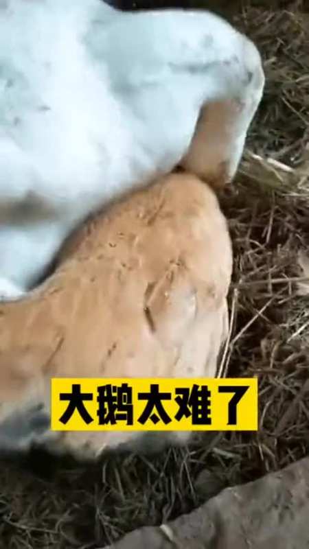 母爱泛滥谁也阻挡不了,鹅姐你一边休息,我来帮你看孩子!