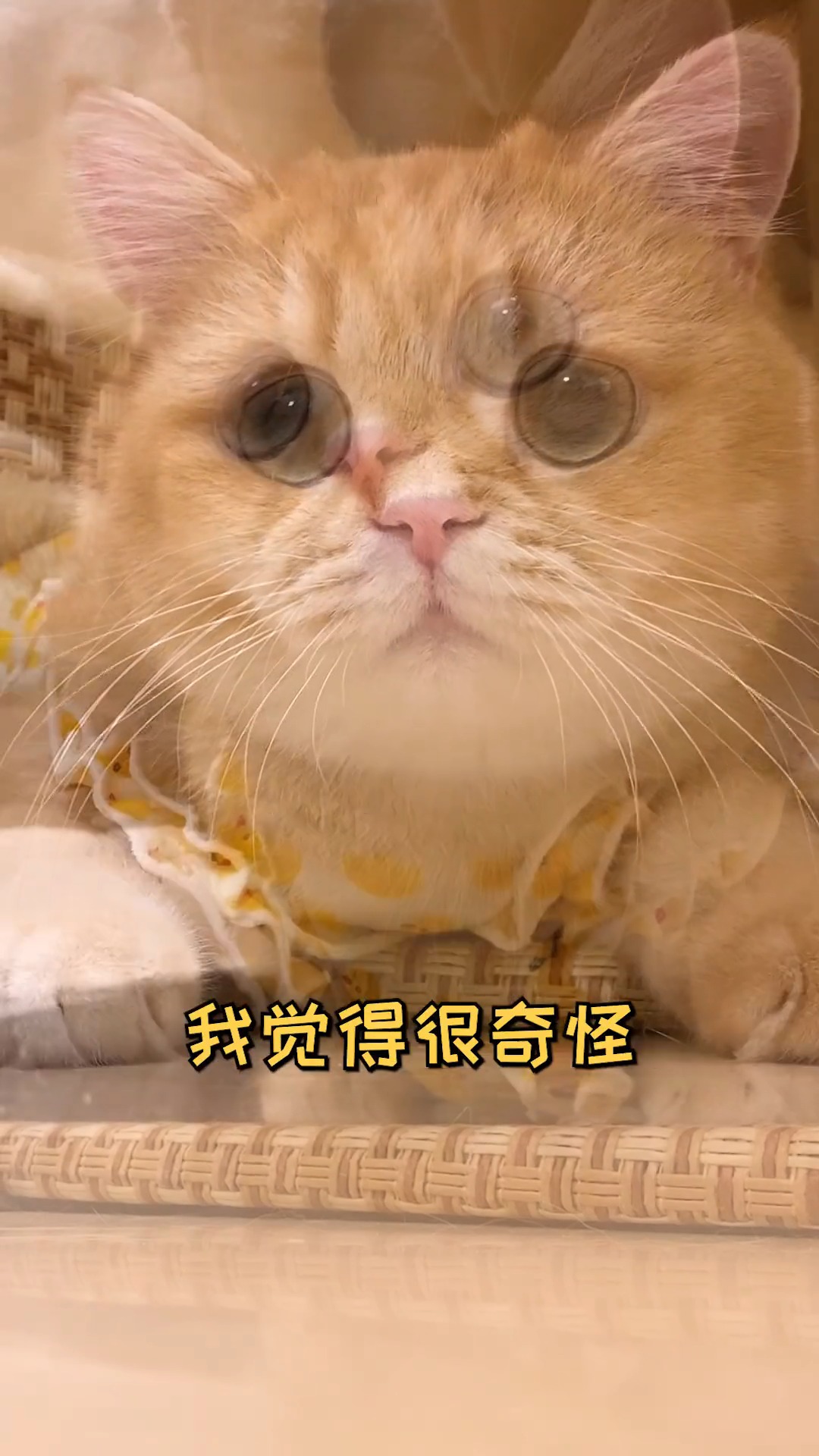 原来鱼蛋不吃罐罐的真相是这个