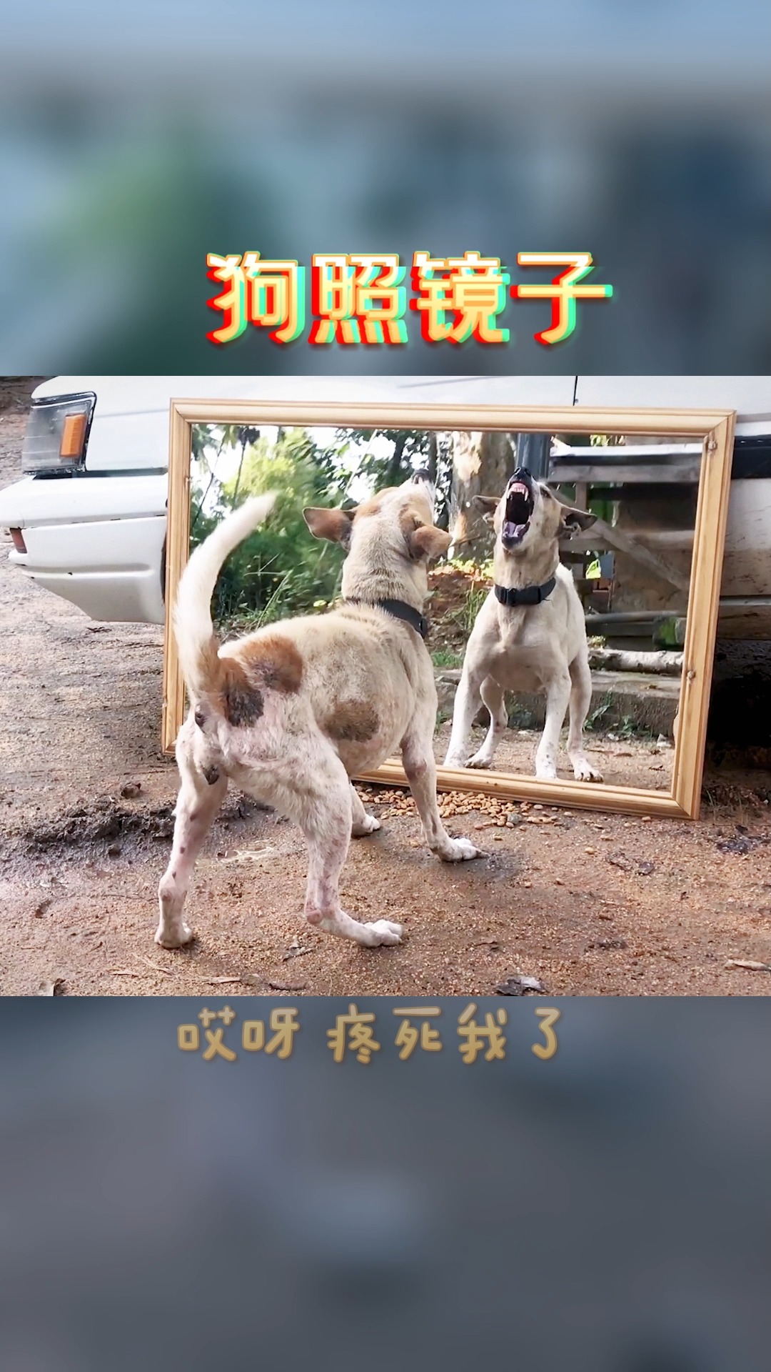 这狗狗厉害#狗照镜子能认出自己吗-度小视
