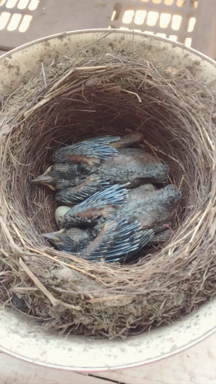 五个八哥蛋宝宝只出了两个八哥宝宝几天没有看都长这么大了萌萌哒