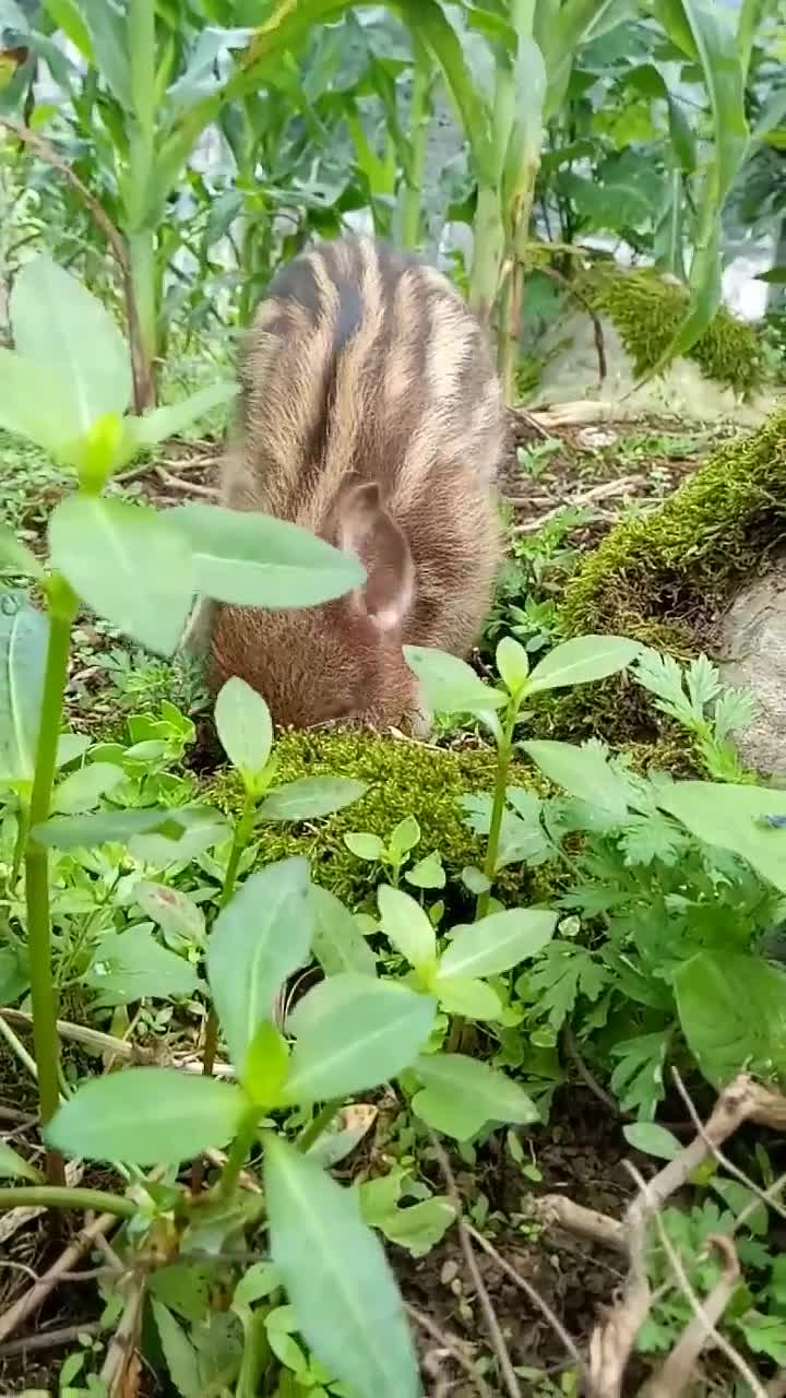玉米地里发现一只野猪,这么小的野猪不值得抓,把你的家人喊过来吧!