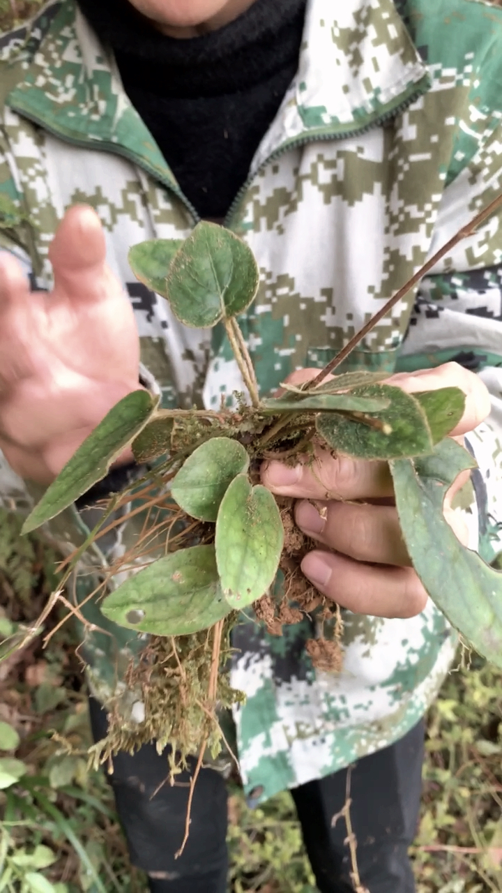 大山里的药材#这是跌打损伤药拿高度白酒泡的时间越长越好