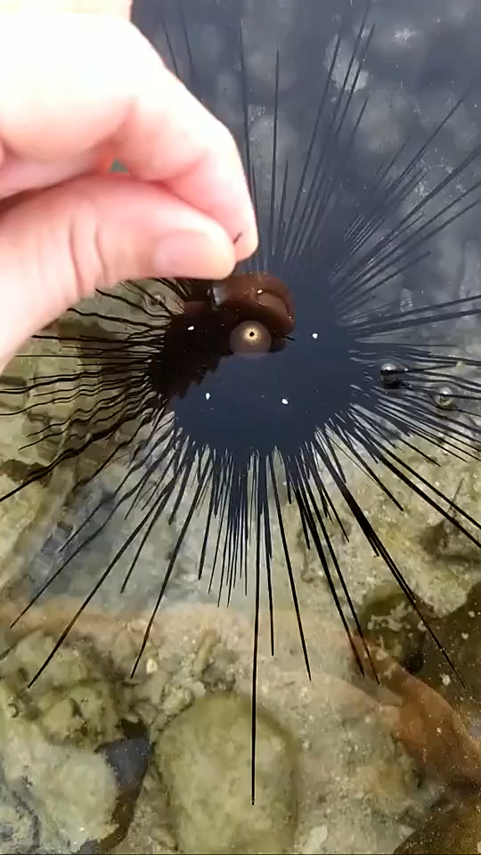 动物搞笑#第一次见海胆,这长得也太吓人了,你敢吃吗