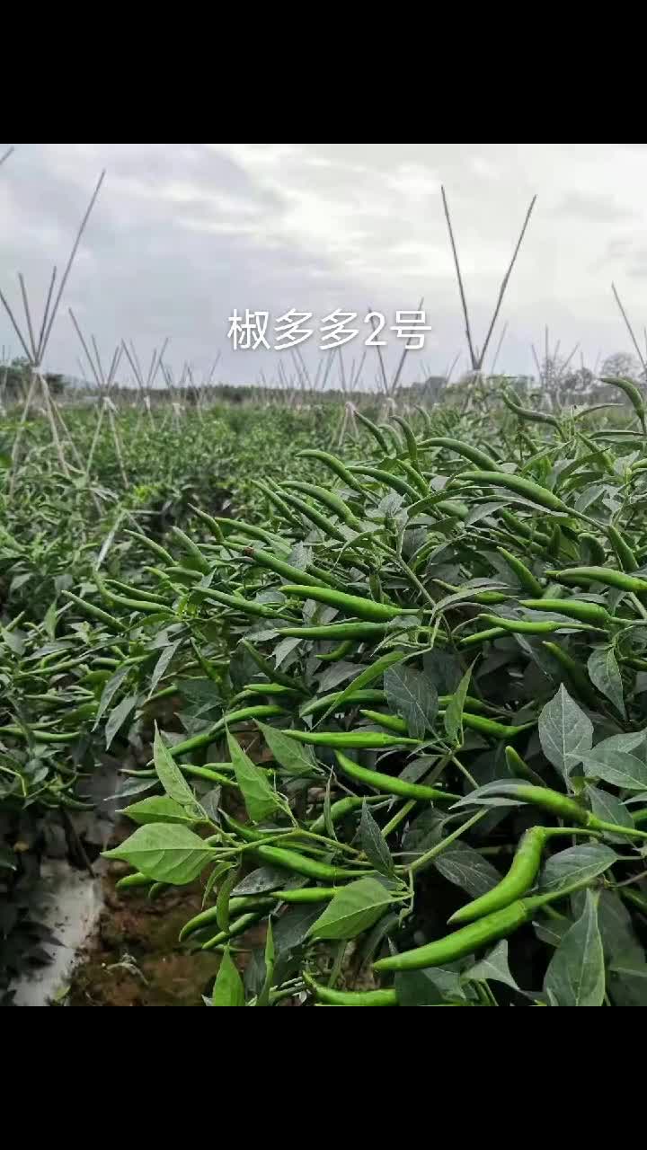 我要上热门#椒多多2号高产抗病,果粗长顺直,果面平滑高品质高价格