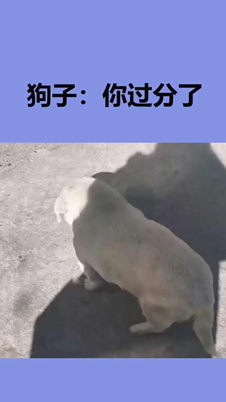 我家萌宠成精了#狗子:我不跟狗一般见识