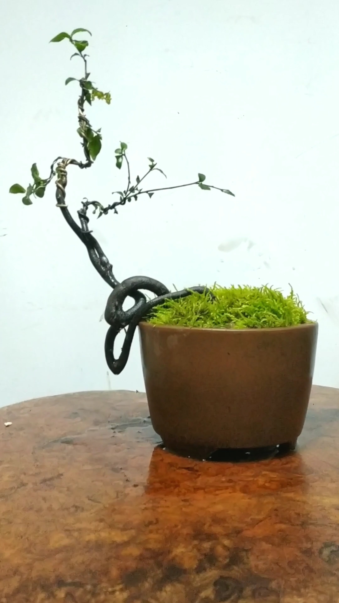 金弹子盆景小品