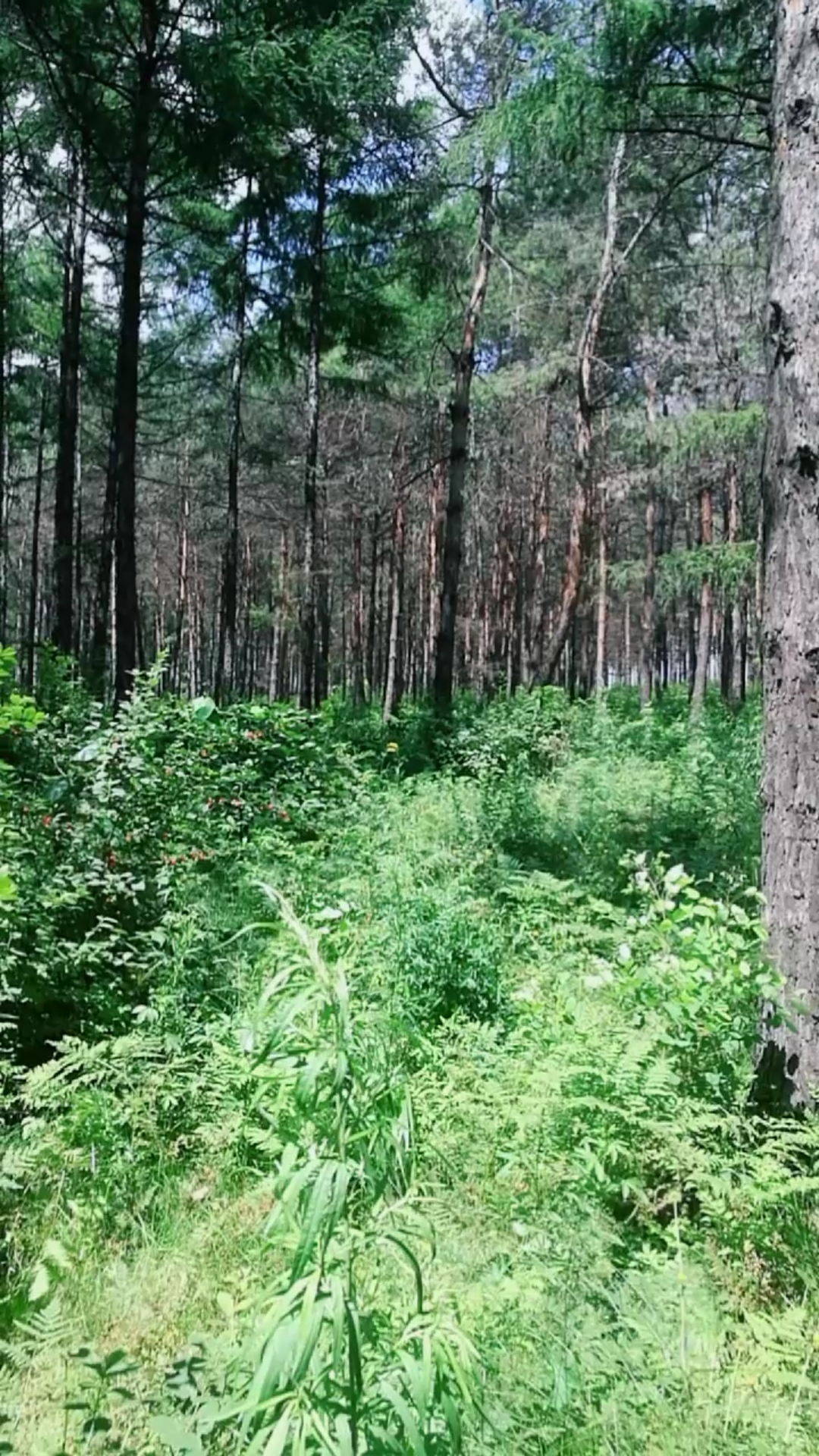 纯野生无污染野生山樱桃