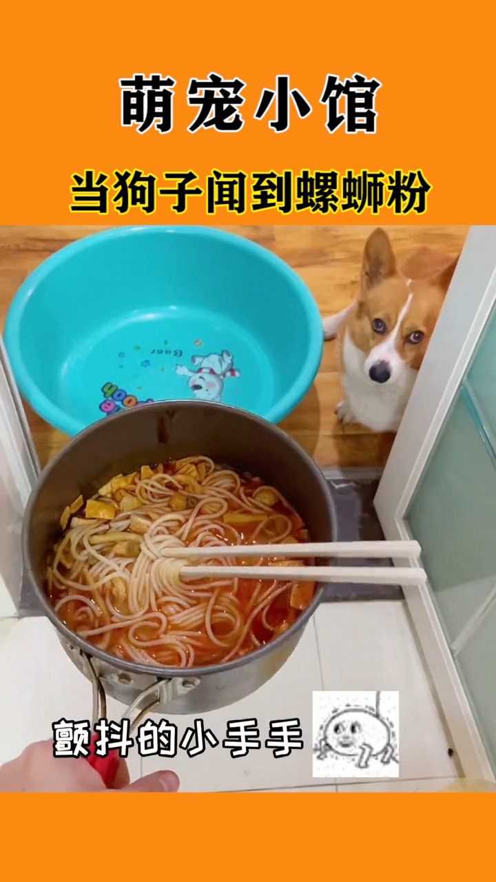 搞笑萌宠当狗子闻到螺蛳粉