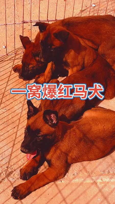 馬犬#馬犬幼犬 雙血統馬犬 爆紅馬犬