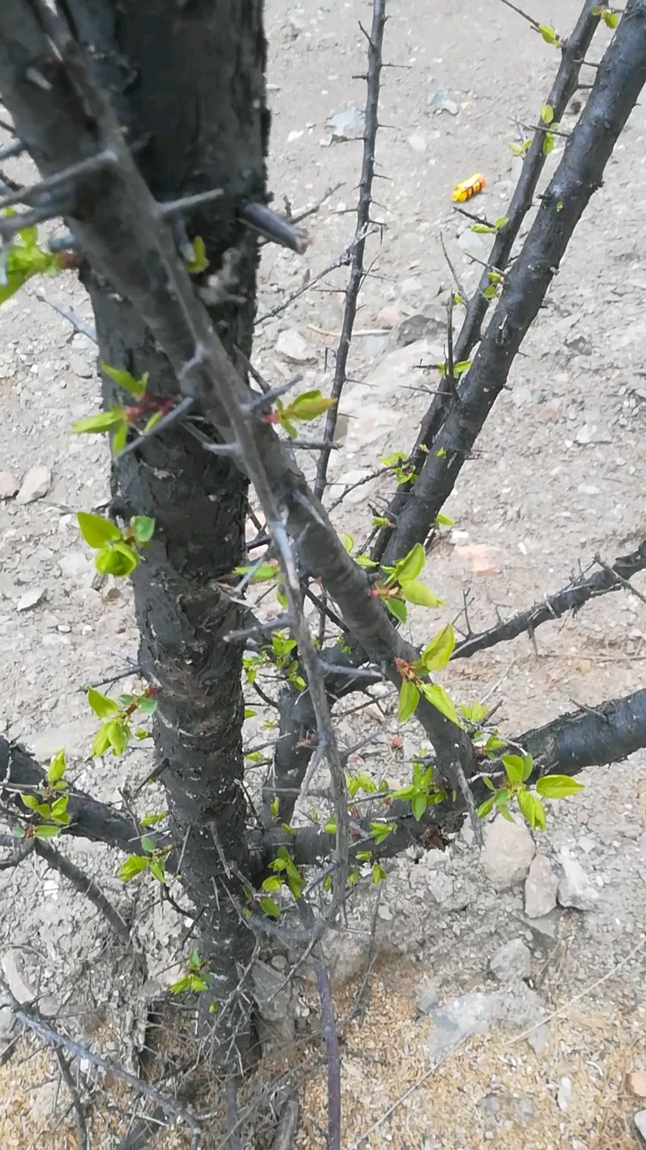 高山寒 推迟的吐芽