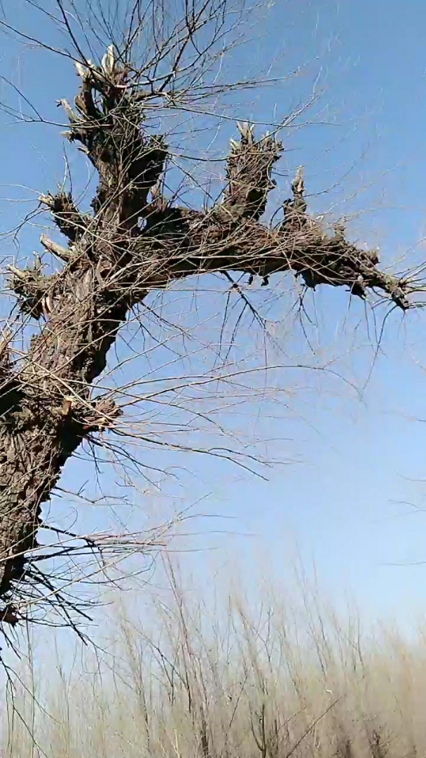 好大的一棵歪脖树