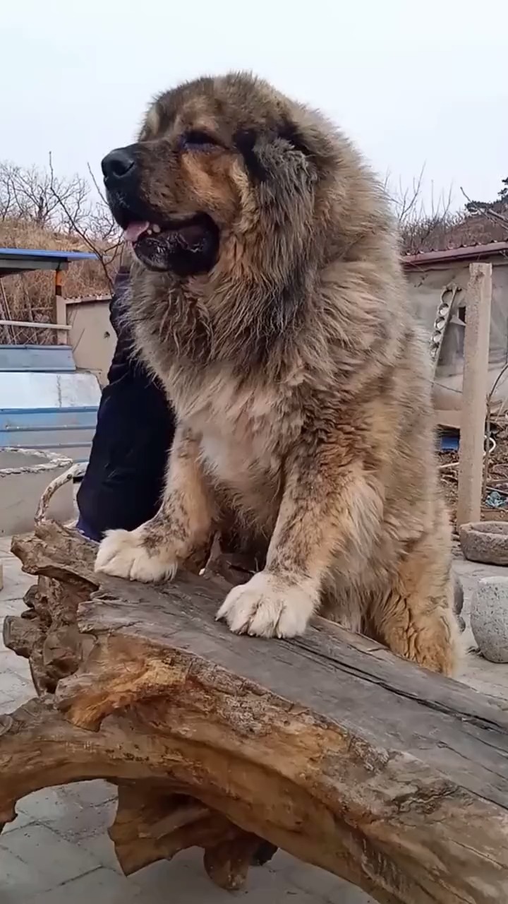 高加索#高加索犬