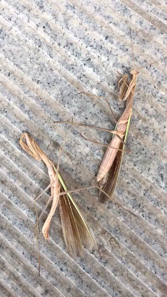 单身螳螂的命运没被媳妇吃了,也还是个死