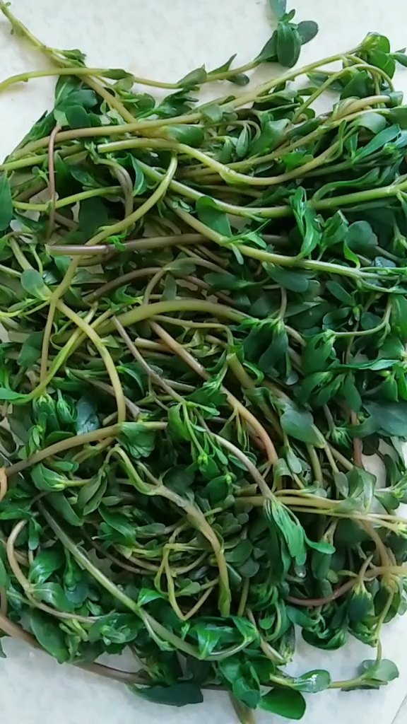 全民双十一津贴#马蛇菜这样储存,冬天吃味道好,颜色绿.