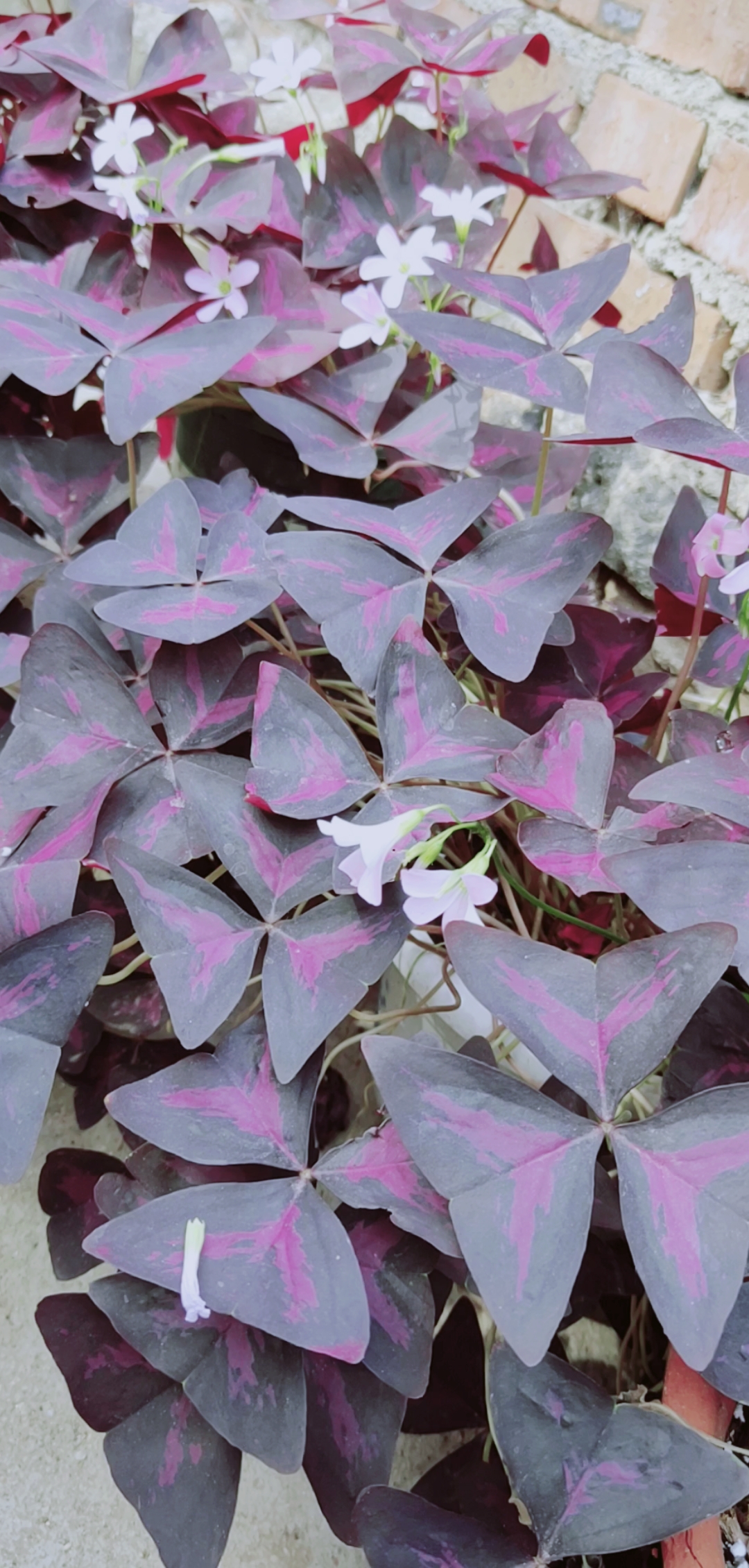 我的小花园#紫蝴蝶太美了