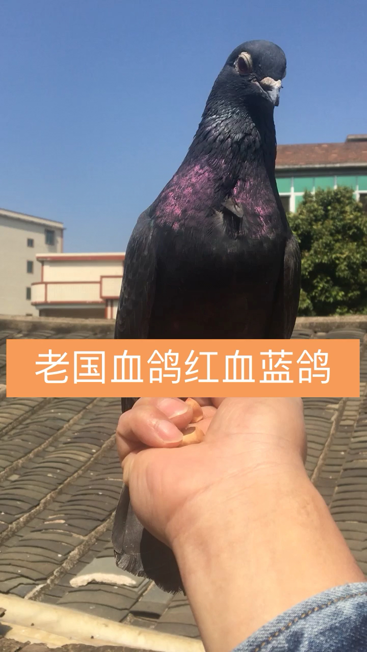 老国血鸽红血蓝鸽