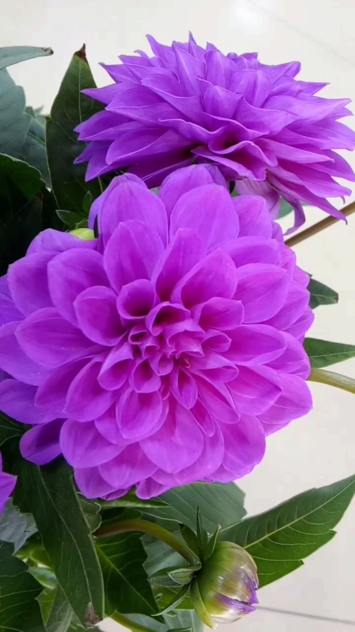 我最喜欢紫色的花,紫色的大丽花,有一种妙不可言的美