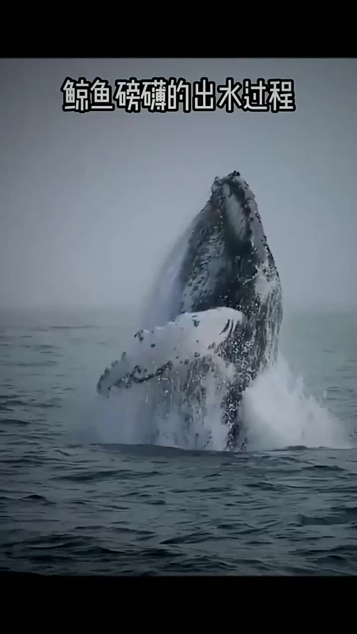 把声音开到最大,听听鲸鱼磅礴的动作声音北冥有鱼,其名为鲲鲲之大,不